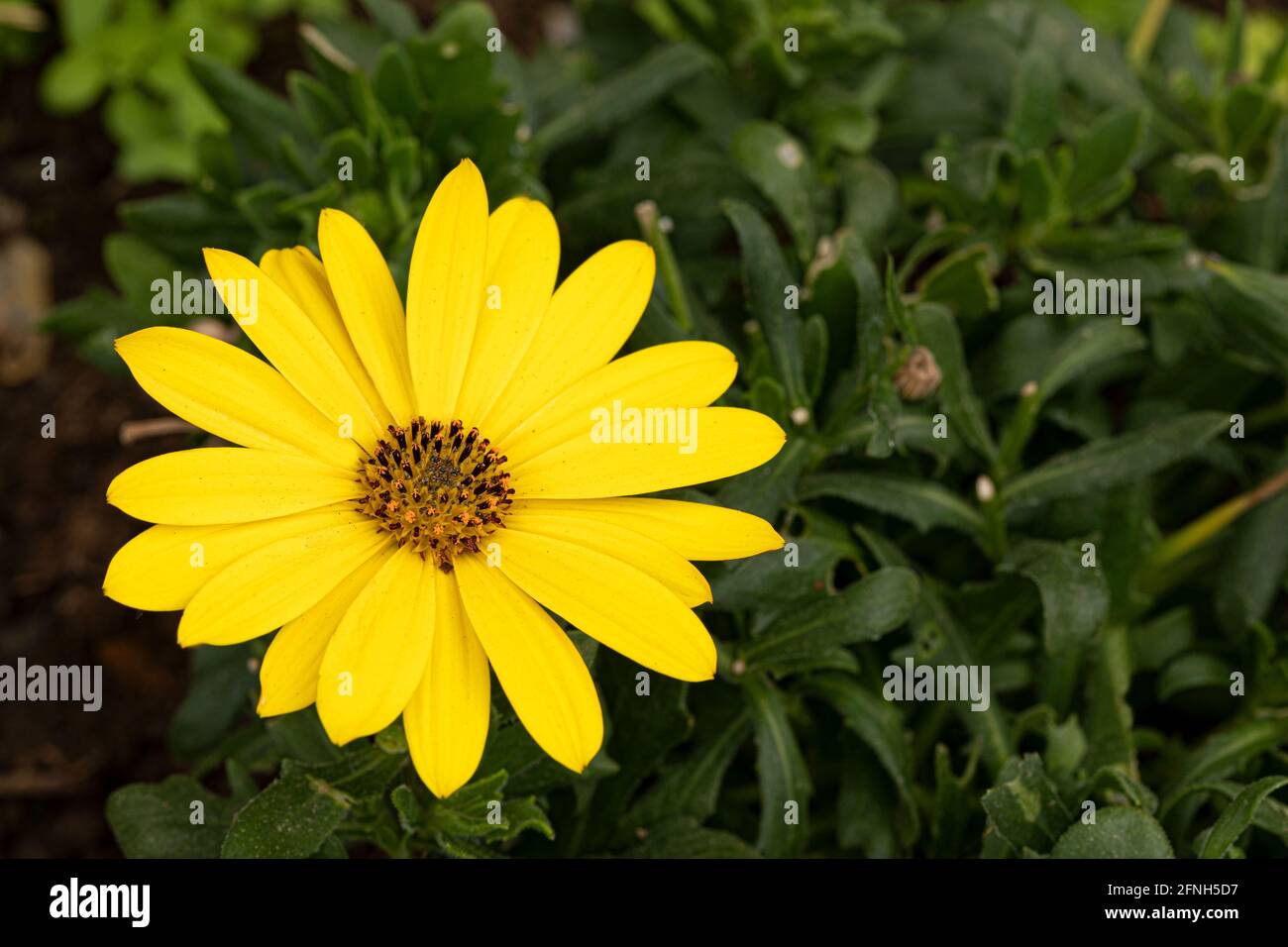 Yellow african daisy in the garden closeup shot Stock Photo