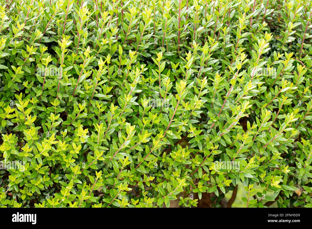 Green hedge texture closeup view Stock Photo