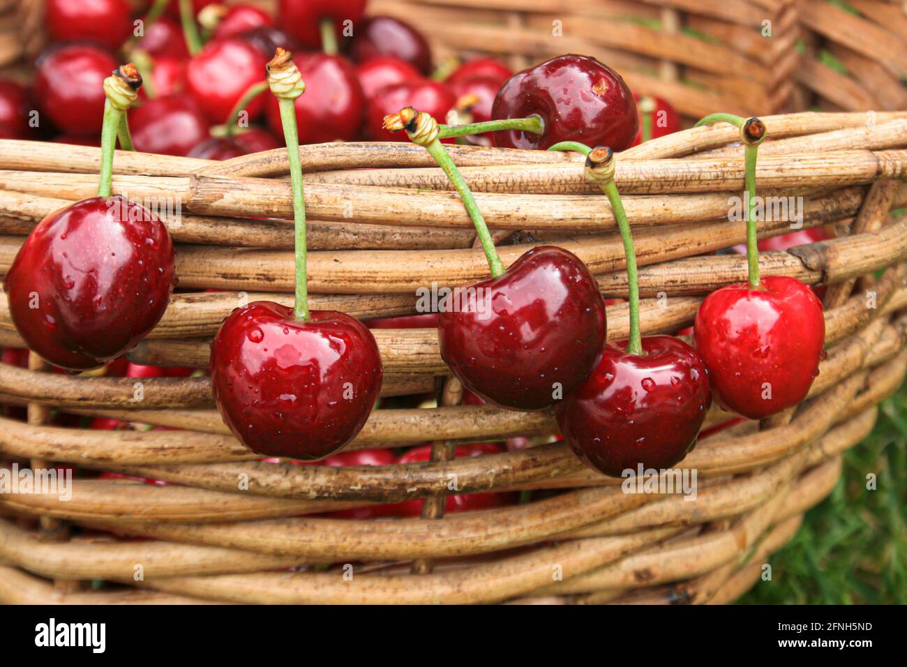 Cherries hanging from the edge of a basket Stock Photo