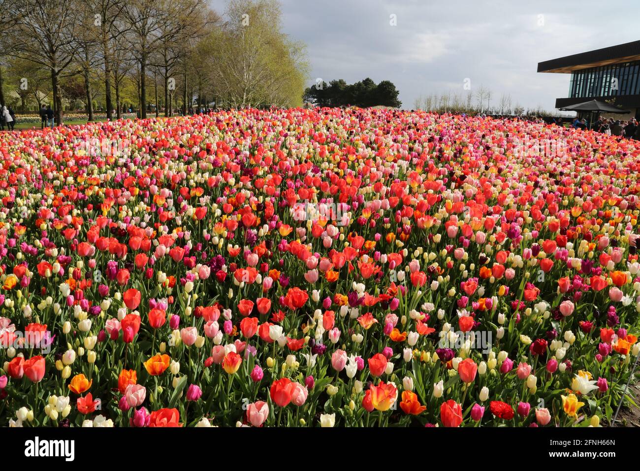 Blooming tulips at the Keukenhof park near Amsterdam Stock Photo - Alamy