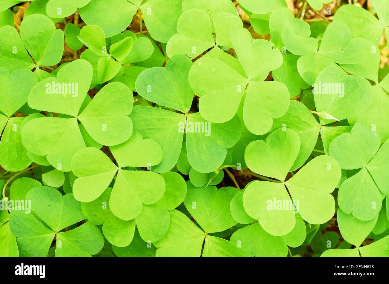 Background of the leaves of the Oxalis acetosella Stock Photo