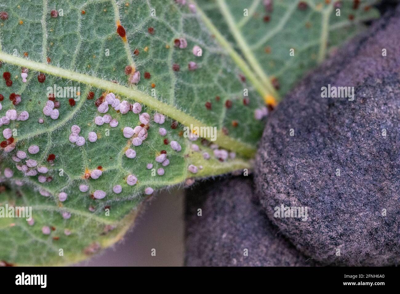 Puccinia malvacearum, Hollyhock Leaf Rust Stock Photo