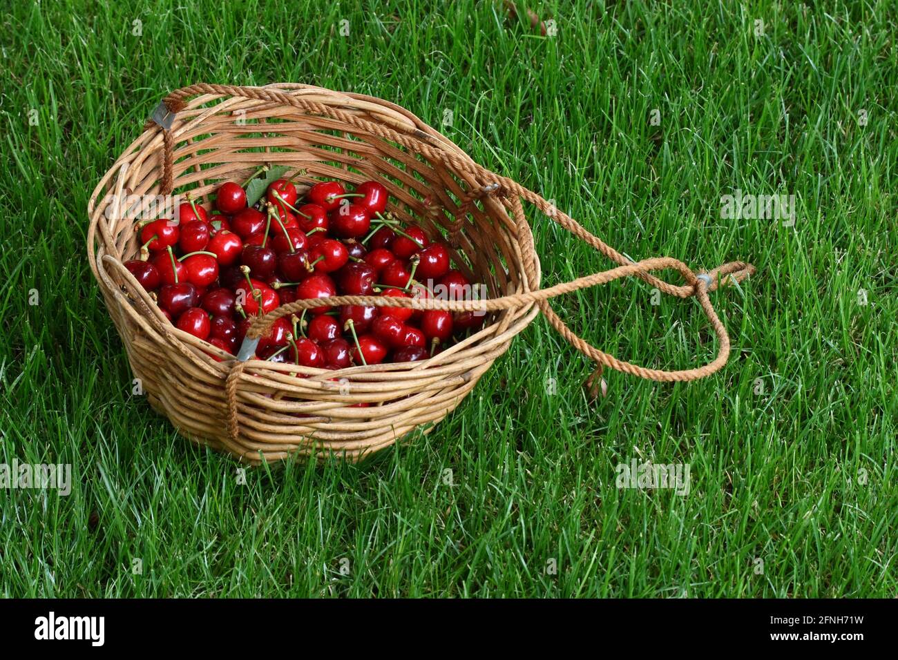 Cherries basket on a green lawn Stock Photo
