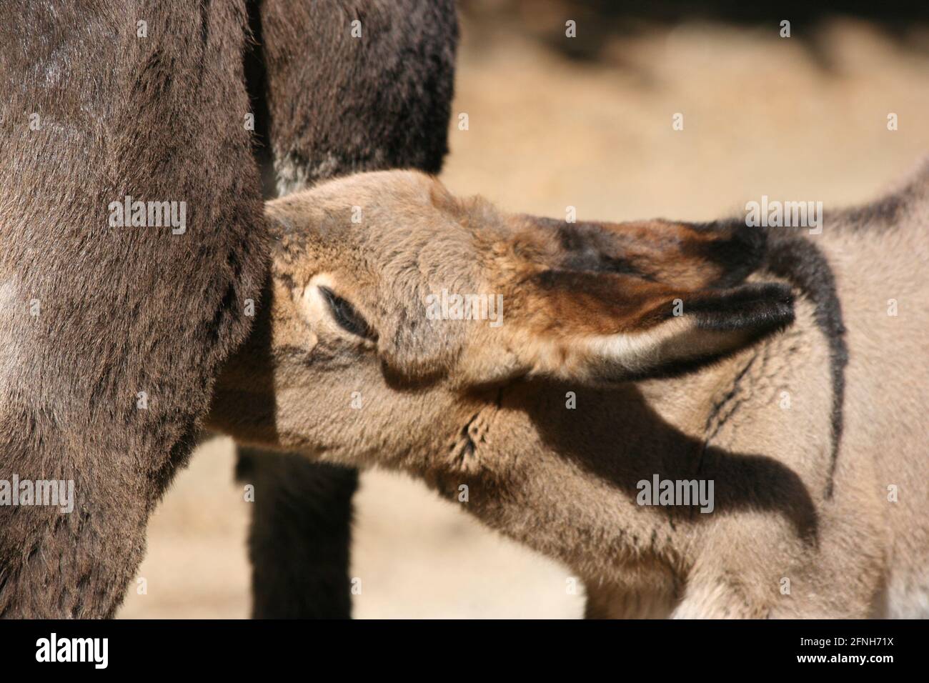 Donkey foal sucking milk from mother closeup shot Stock Photo
