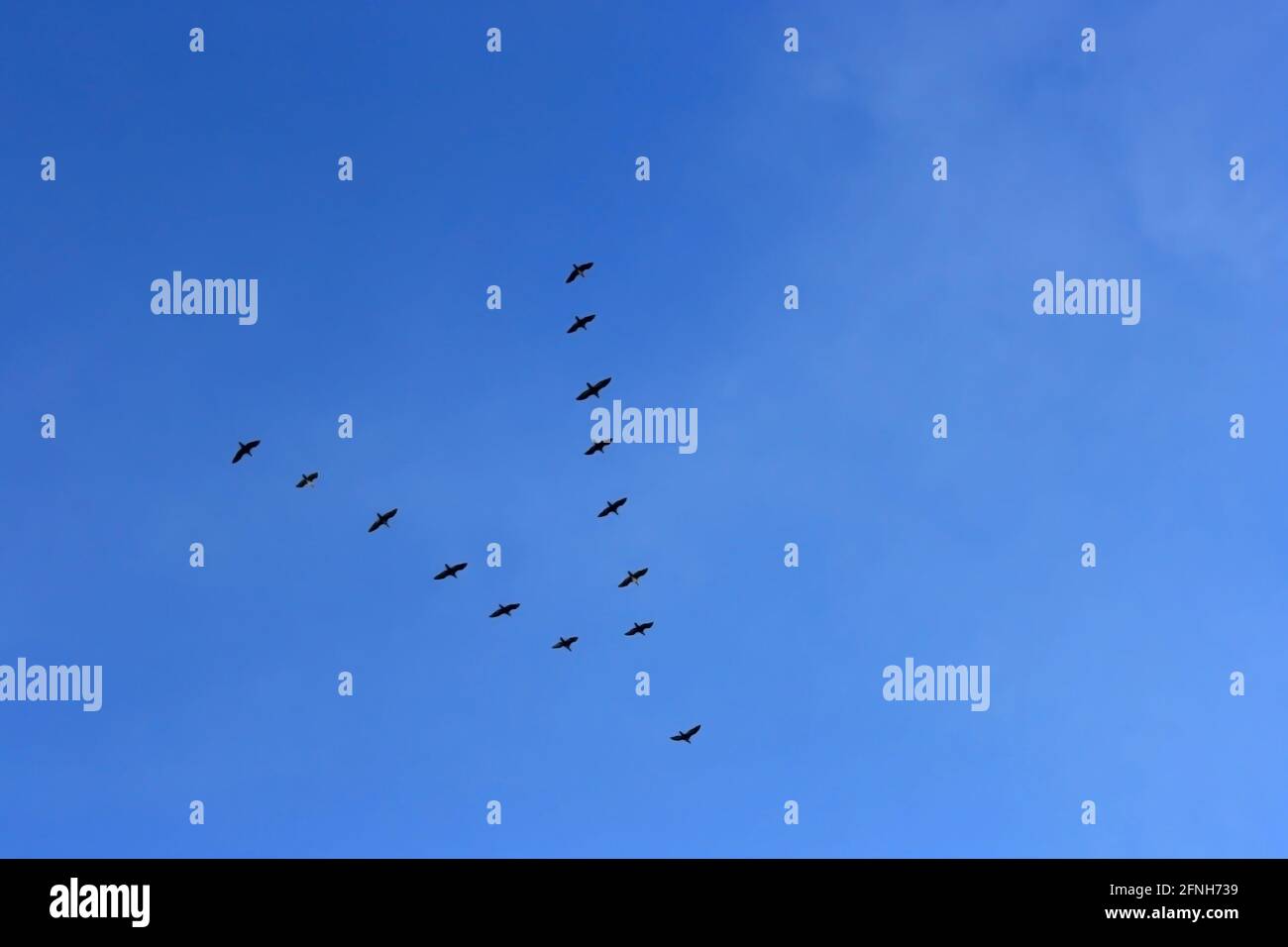 Goose flock flying in formation migrating to Africa Stock Photo