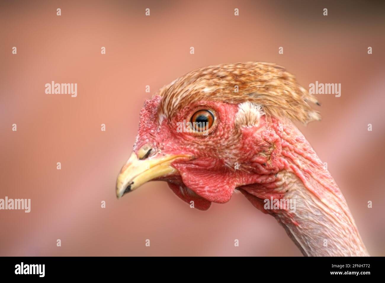 Chicken fowl of Transylvanian naked neck breed Stock Photo