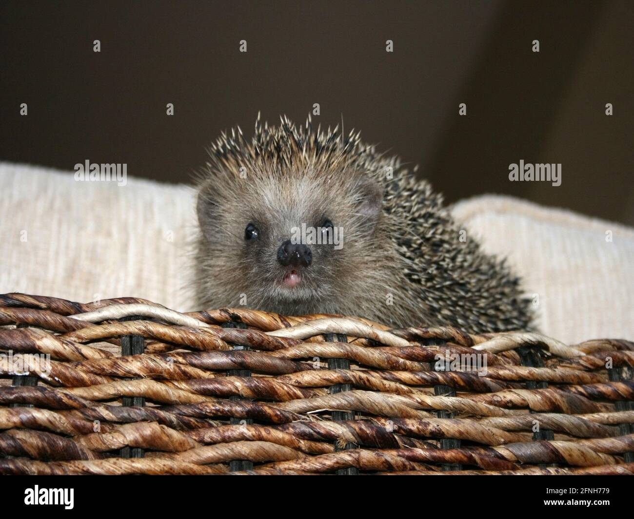 Baby hedgehog animal pet on a sofa. Stock Photo