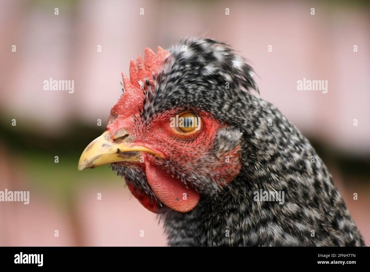 Head shot of a hen breed Plymouth Rock Stock Photo