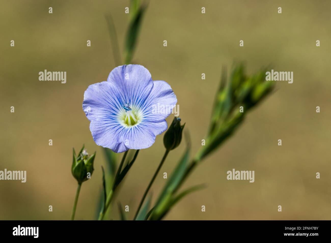 Linum usitatissimum, Pale Blue Common Flax Plant in Flower Stock Photo