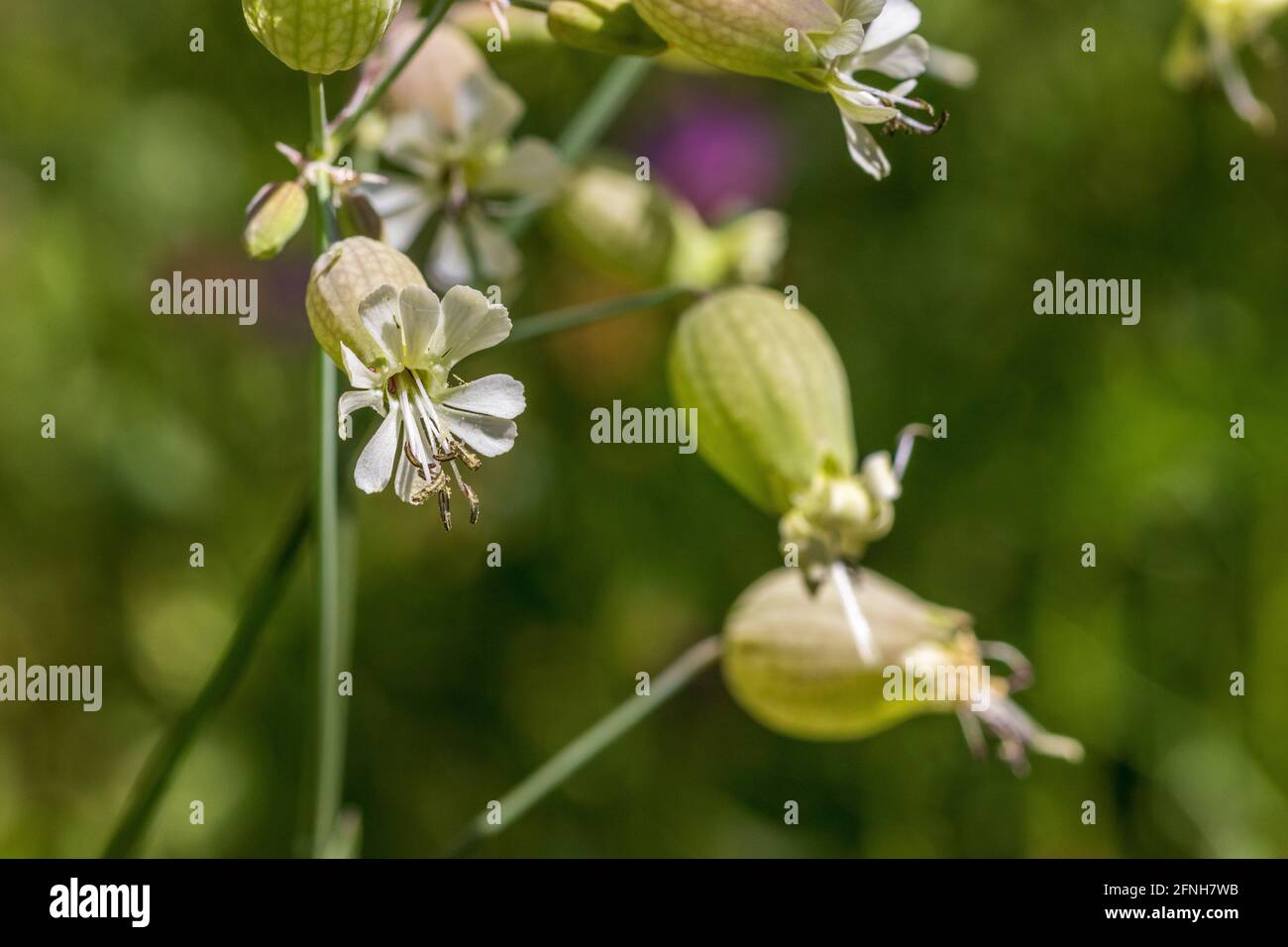 Silene vulgaris, Maiden's tears Plant in Flower Stock Photo