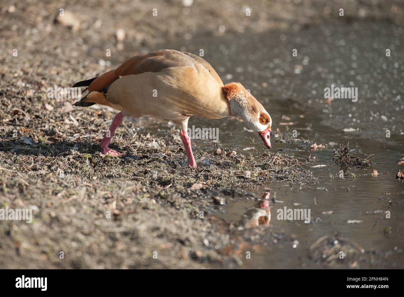 Egyptian goose and its reflection at the edge of a lake Stock Photo
