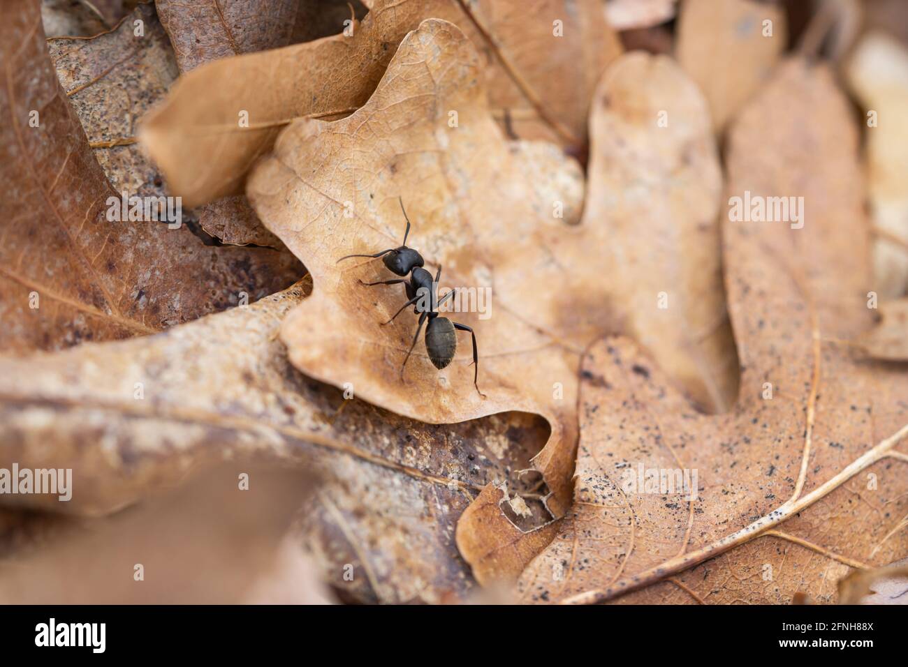 Eastern Carpenter Ant on Leaves Stock Photo
