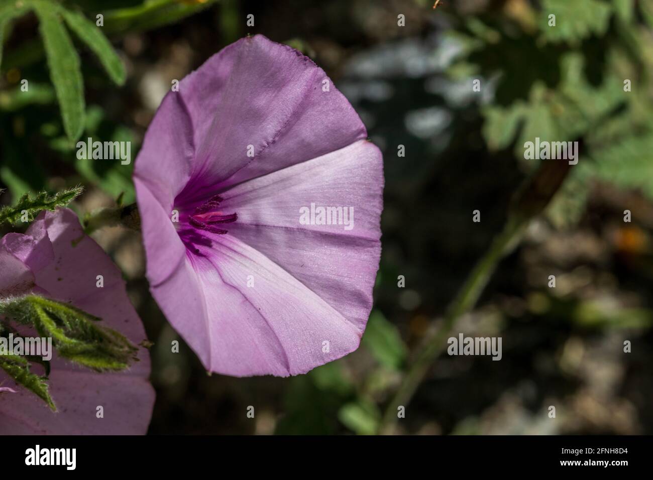 Convolvulus althaeoides, Mallow-leaved bindweed Plant in Flower Stock Photo