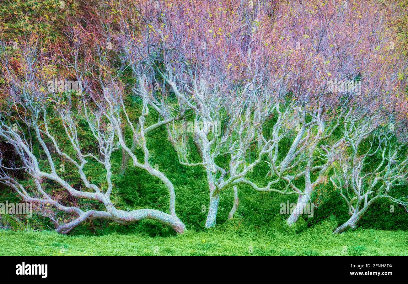 Large Sycamore tree with early spring growth. Big Sir coast. California Stock Photo