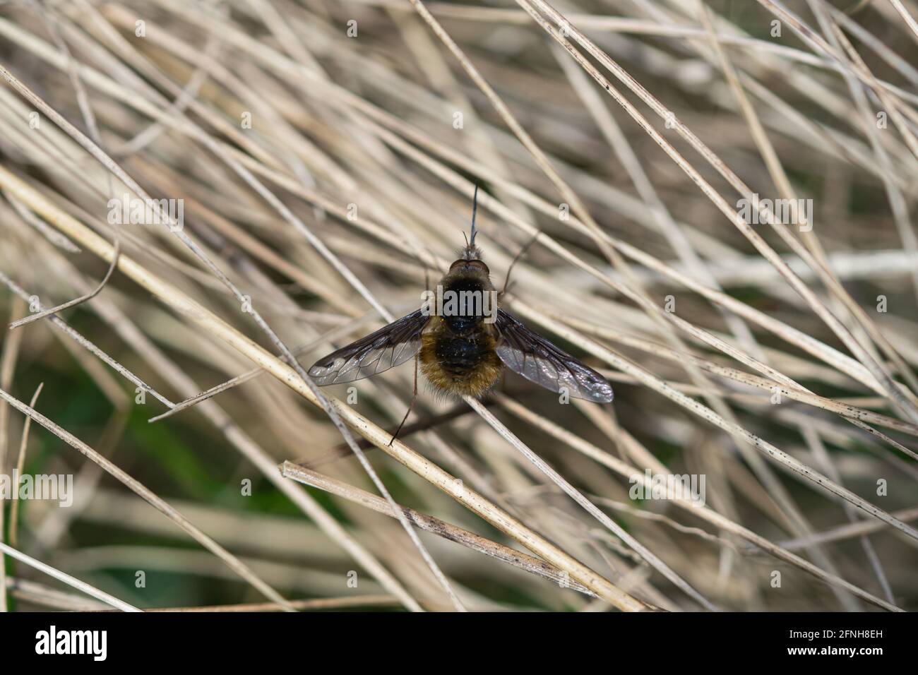 Greater Bee Fly in Springtime Stock Photo