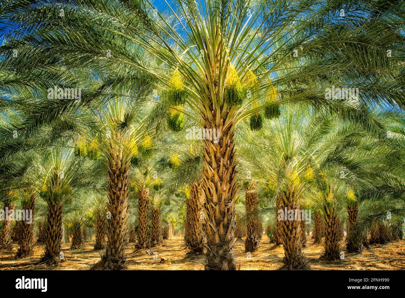 Date palm tree orchard with ripening fruit. Indio, California Stock