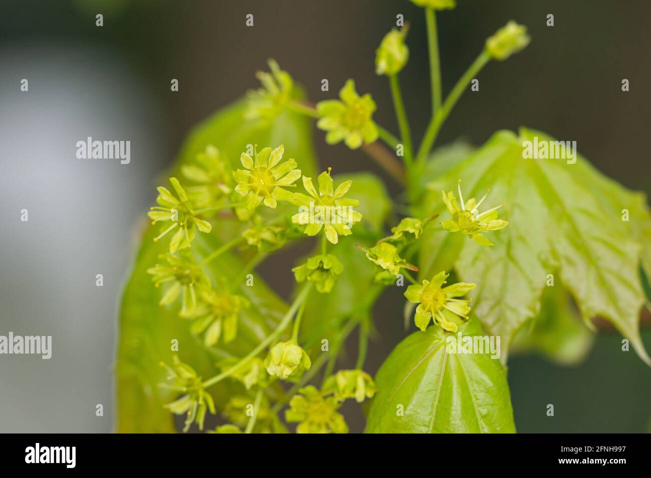 Norway Maple Flowers in Springtime Stock Photo