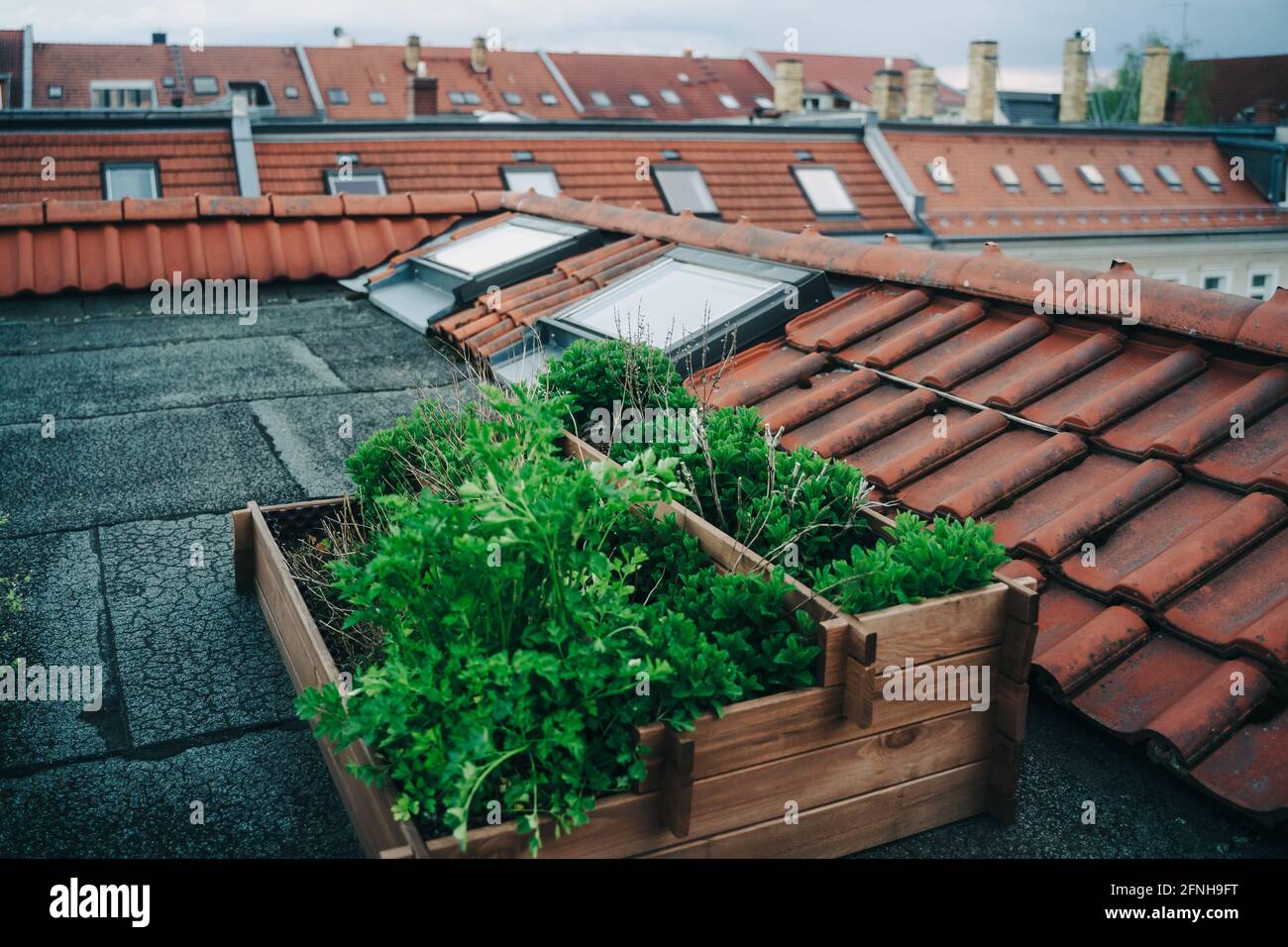 rooftop gardening with raised bed Stock Photo Alamy