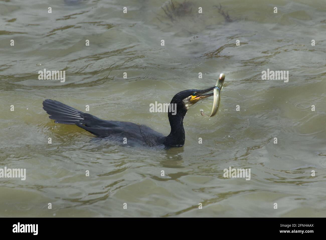 Cormorant fishing for an eel Stock Photo