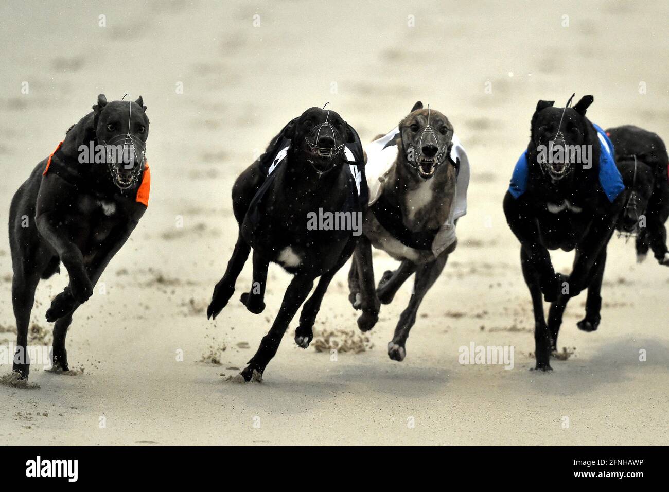 General action during the third race at Coral Romford Greyhound Stadium, Romford. Picture date: Monday May 17, 2021. Fans return to sporting events following the further easing of lockdown restrictions in England Stock Photo