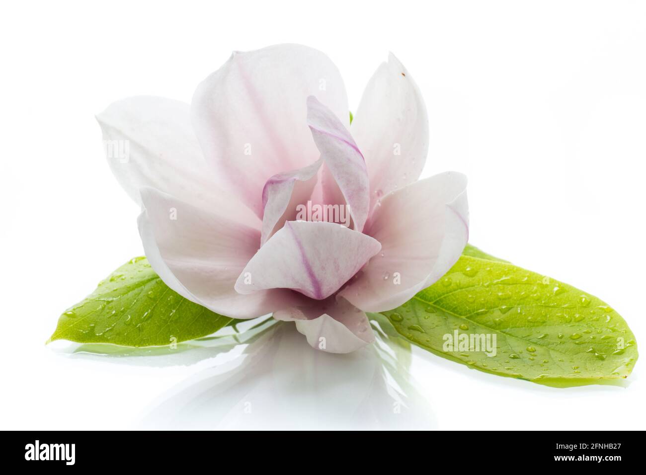 one pink flower on a branch of blooming magnolia close up isolated on ...