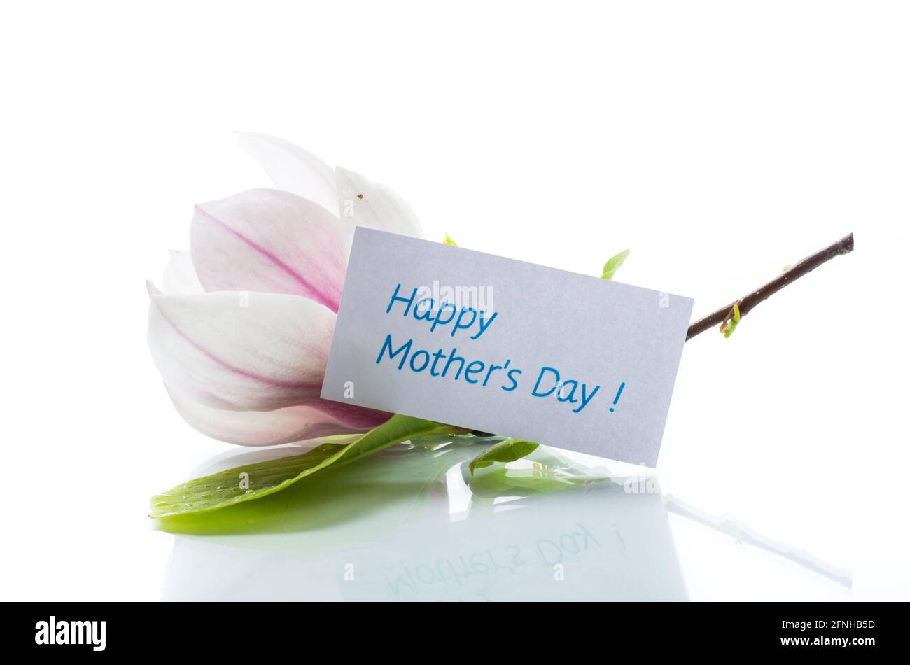 one pink flower on a branch of blooming magnolia close up isolated on ...