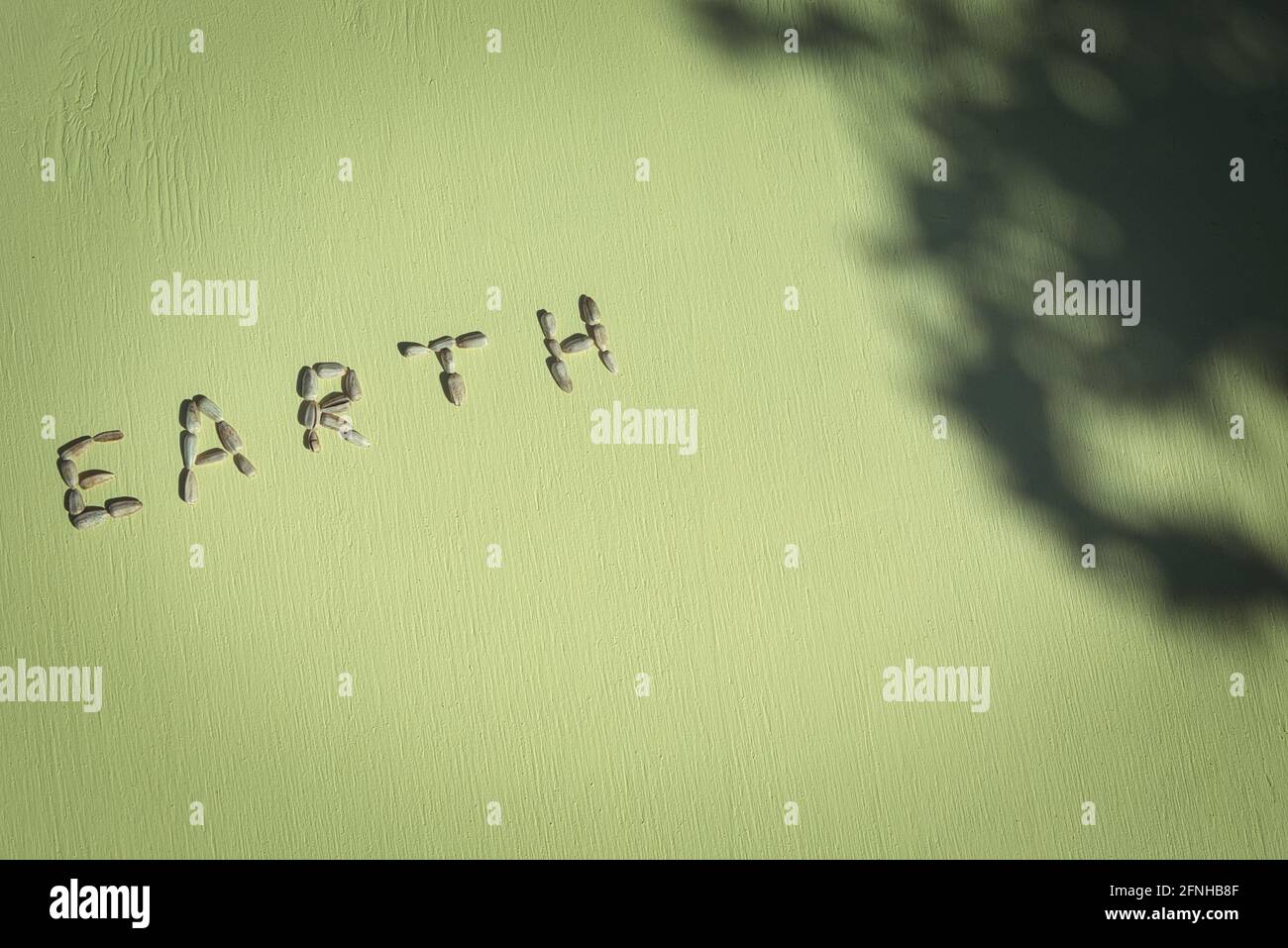 The word Earth made from sunflower seeds with sun and shadow on green textured background. Concept of nature, earth, harvest Stock Photo