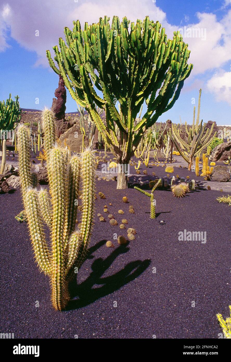 Cactus Garden by Cesar Manrique. Guatiza, Lanzarote island, Canary Islands, Spain. Stock Photo
