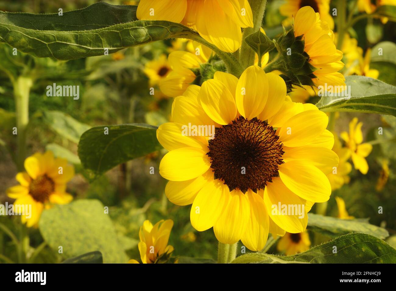 sunflower is blooming in the garden Stock Photo