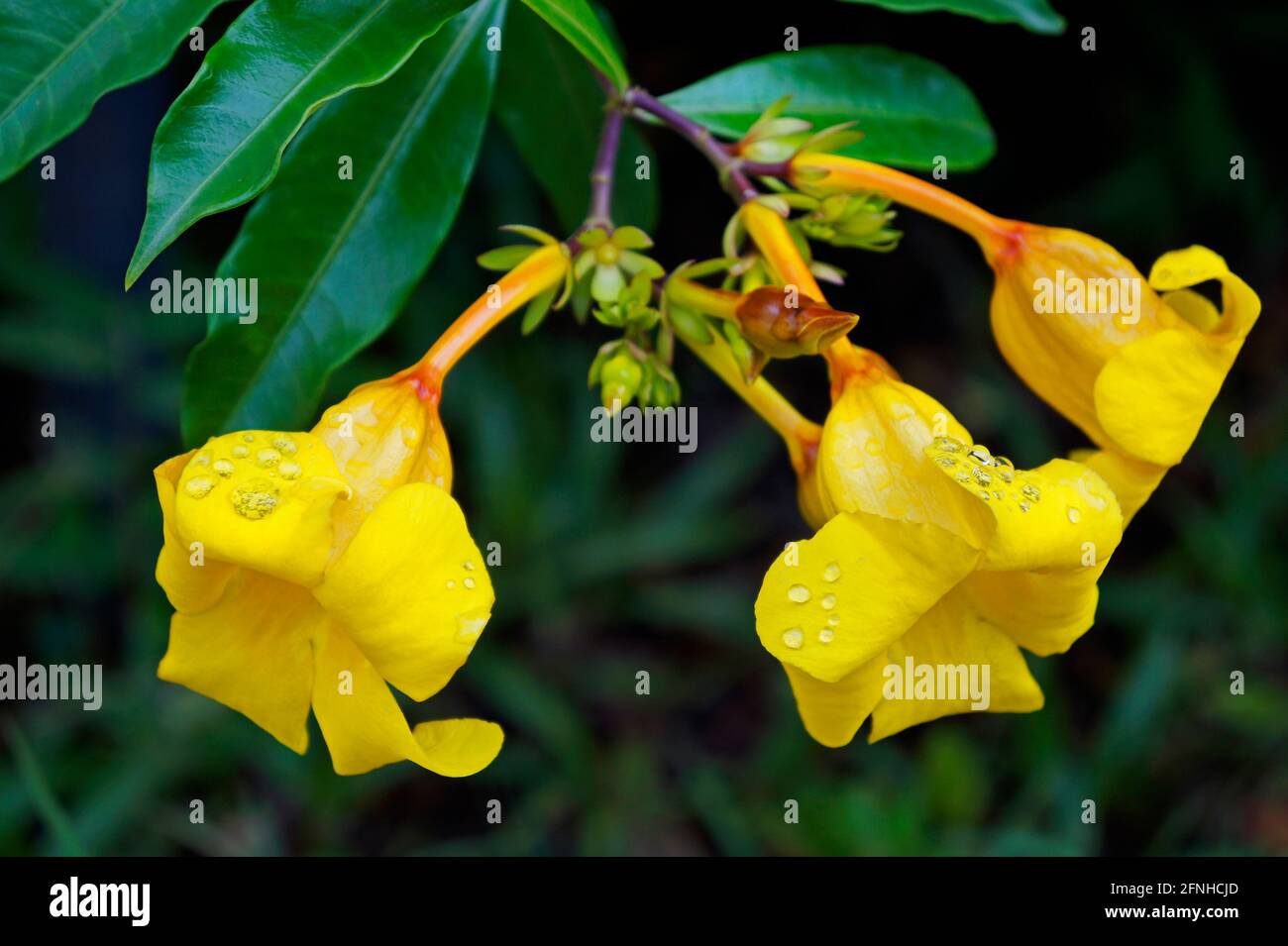 Golden trumpet flowers (Allamanda cathartica) Stock Photo