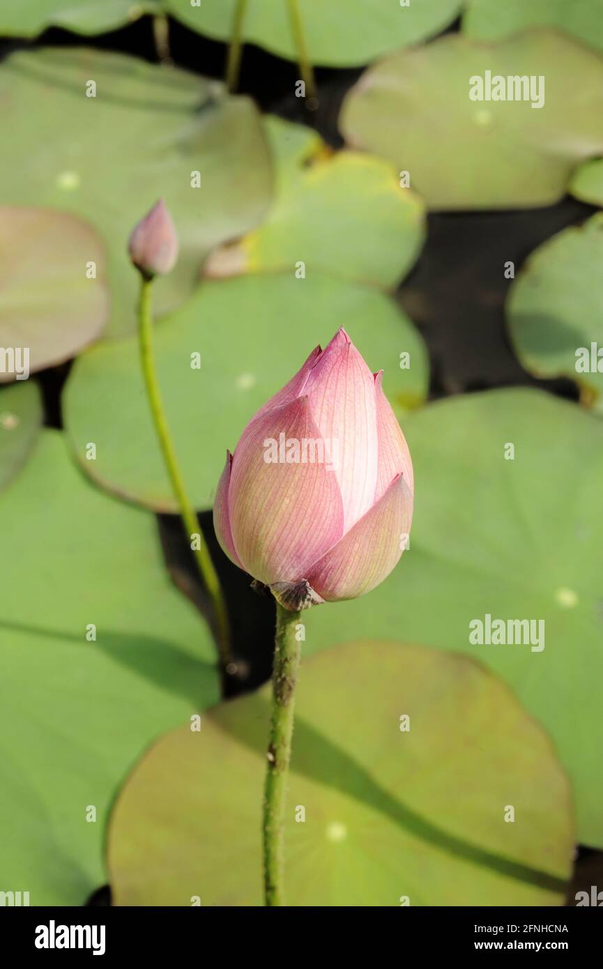 beautiful lotus on pond Stock Photo