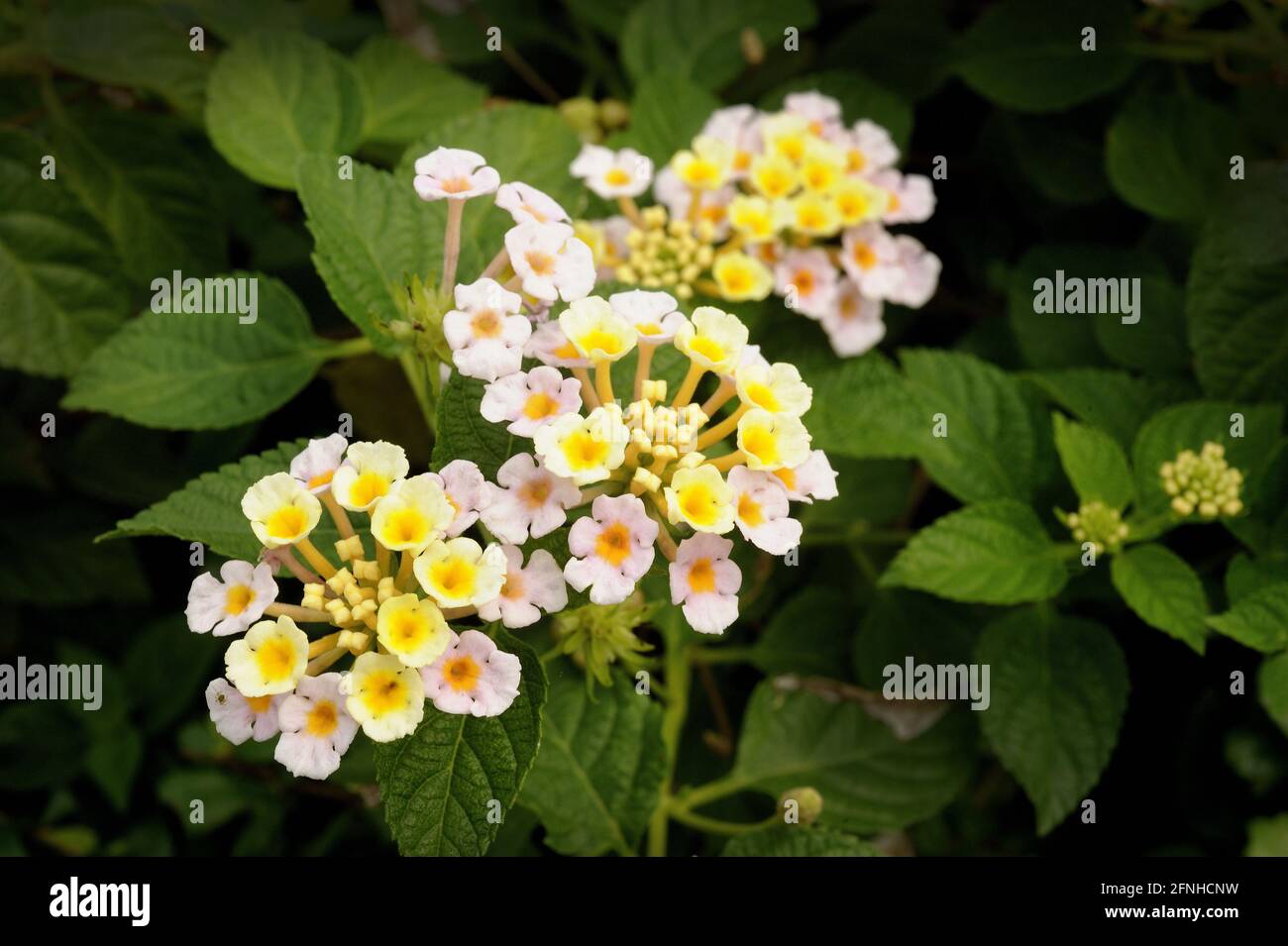 lantana camara blossom in garden Stock Photo