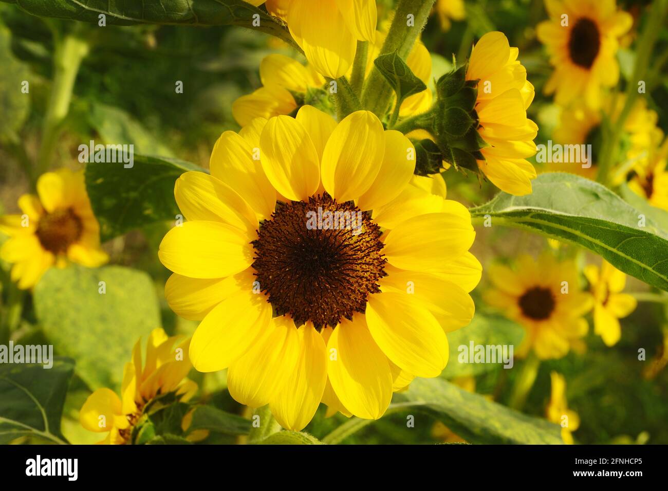 sunflower is blooming in the garden Stock Photo