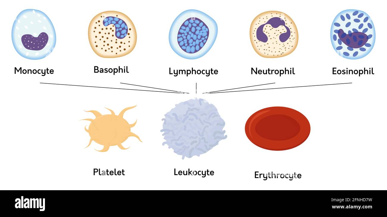 Blood cells. formed elements of blood. Platelets or thrombocytes, white and red cells. Lymphocytes and erythrocytes. Stock Vector