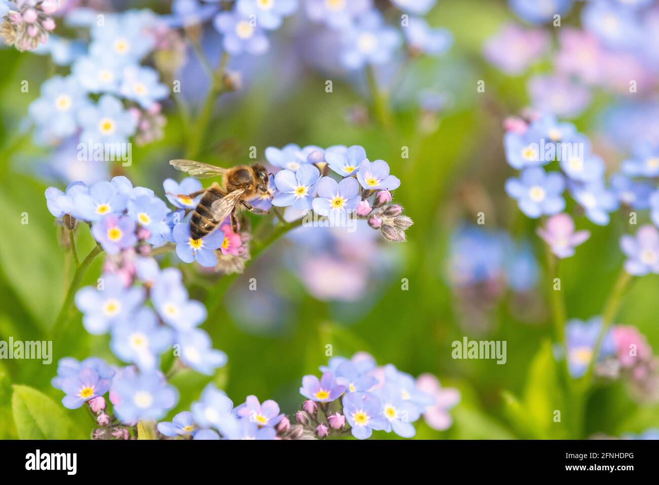 Honey bee on forget me nots  (myosotis) - uk Stock Photo