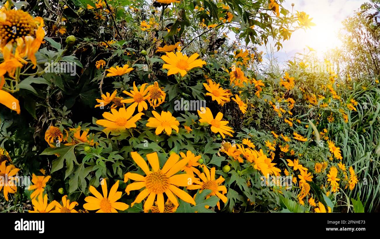 360 degree background with summer flowers. Stock Photo