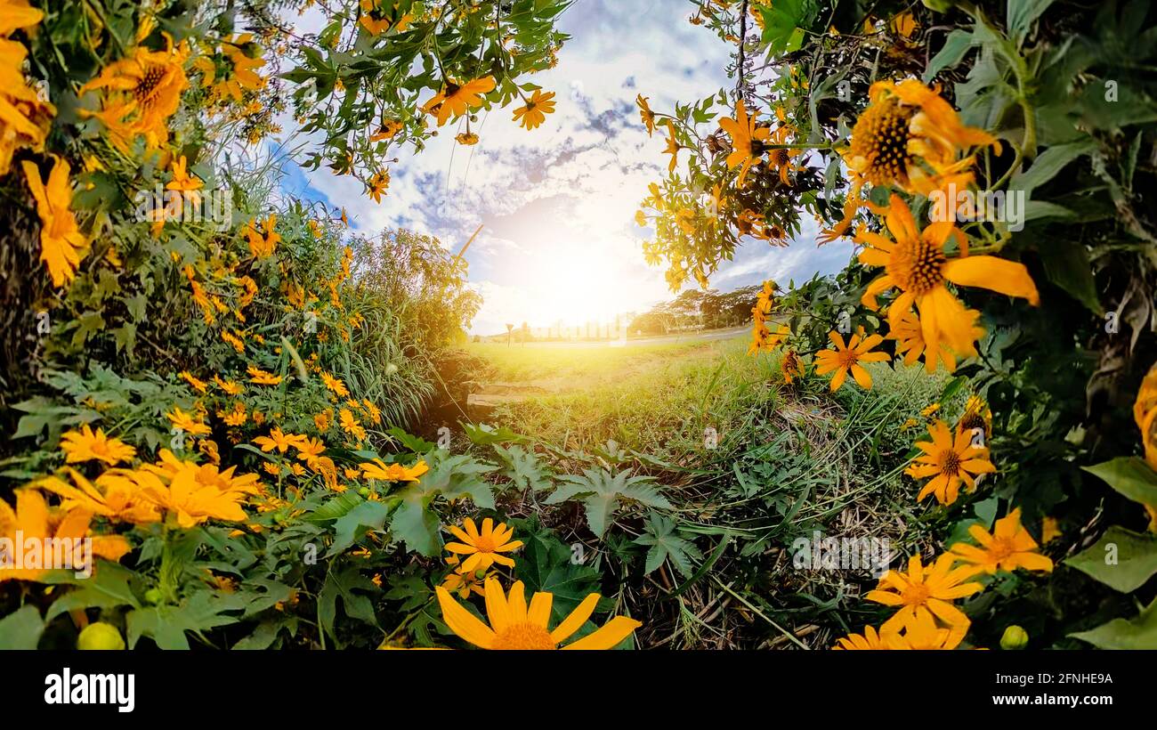 360 degree background with summer flowers Stock Photo - Alamy