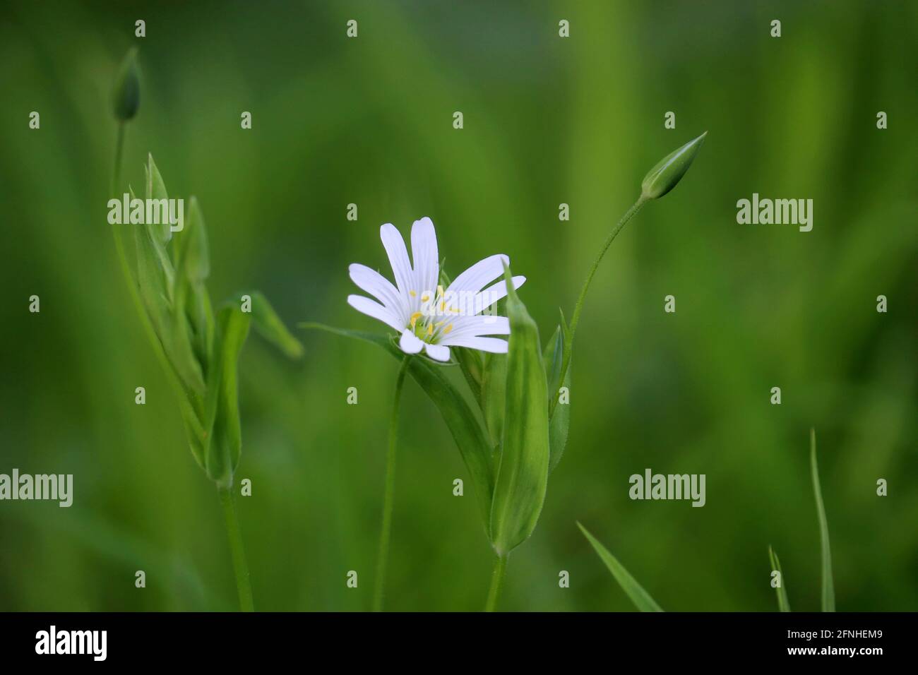 Summer meadow with green grass and white flowers of Greater Stitchwort (Stellaria holostea). Floral background, beauty of nature Stock Photo