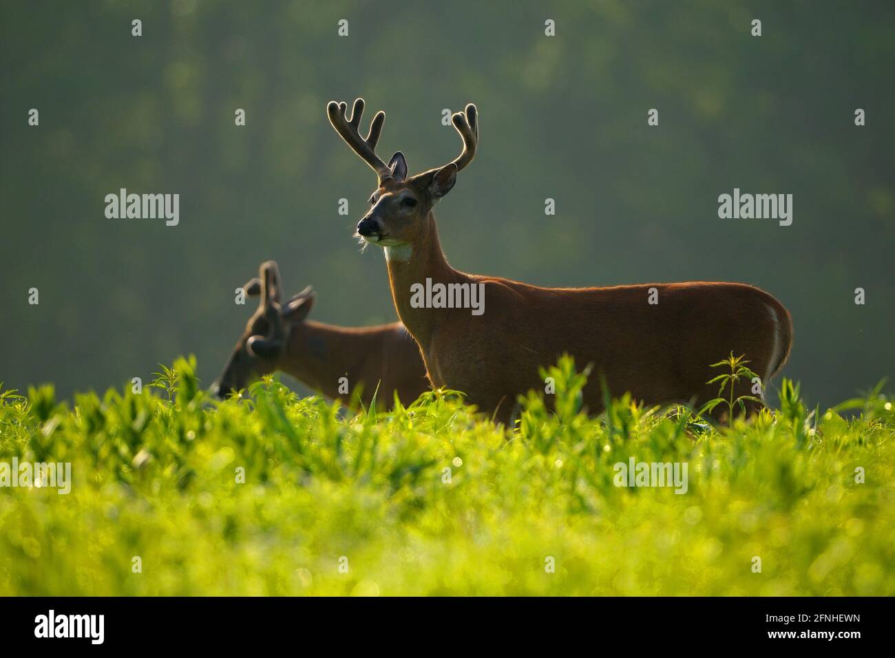 Car hitting deer hi-res stock photography and images - Alamy