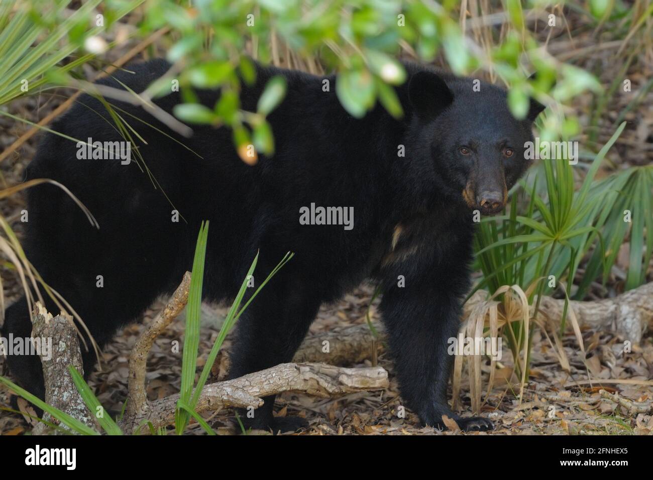 American Black Bear (Ursus americanus) Stock Photo