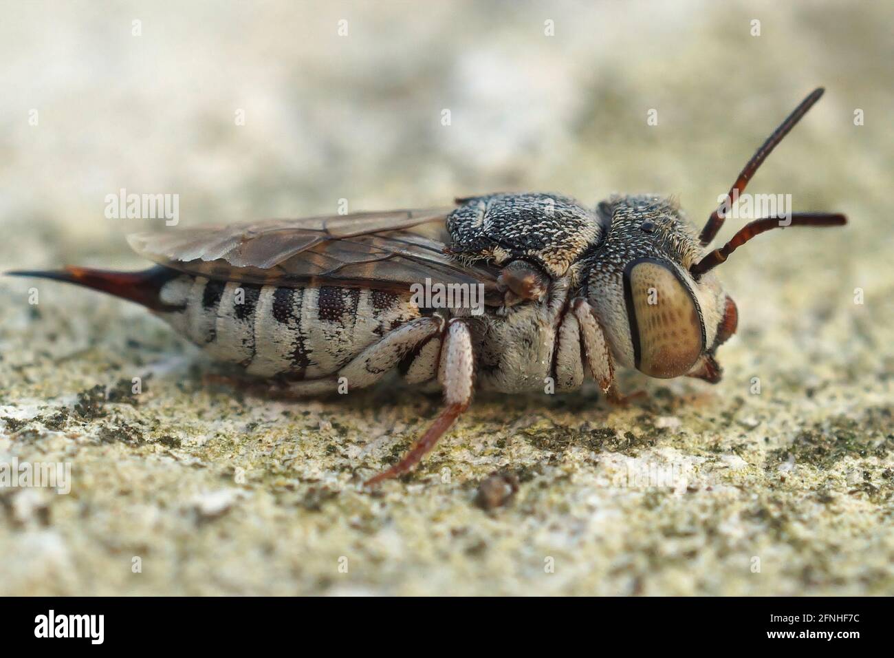 Closeup of Coelioxys acanthura insect on the ground Stock Photo