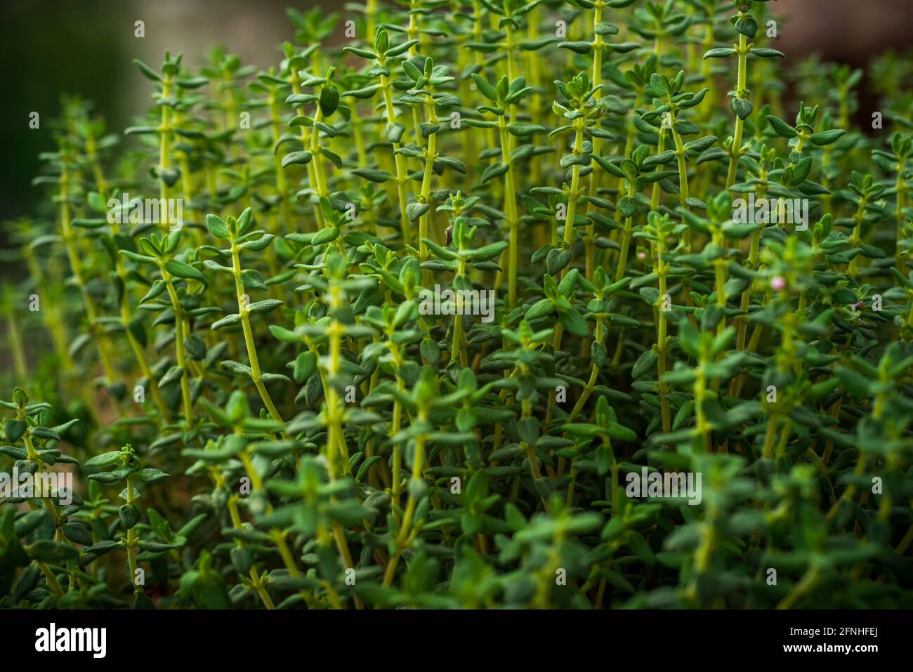 fresh thyme, green, organic cultivation in the garden, close-up view,garden concept background . Stock Photo