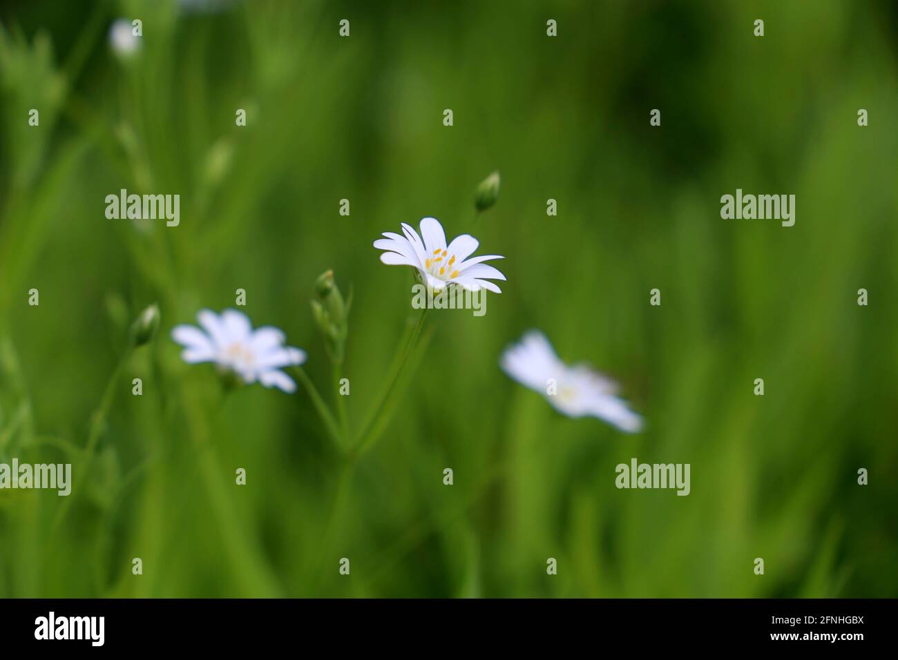 Summer meadow with green grass and white flowers of Greater Stitchwort (Stellaria holostea). Floral background, beauty of nature Stock Photo