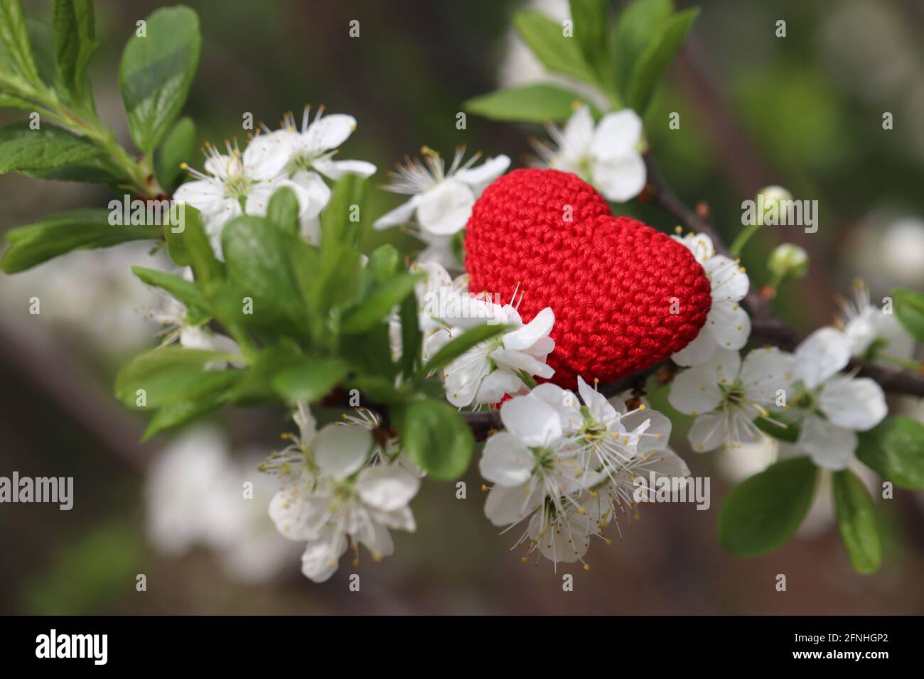 Love heart and cherry blossom in spring. White flowers and red knitted symbol of passion on a branch in a blooming garden Stock Photo