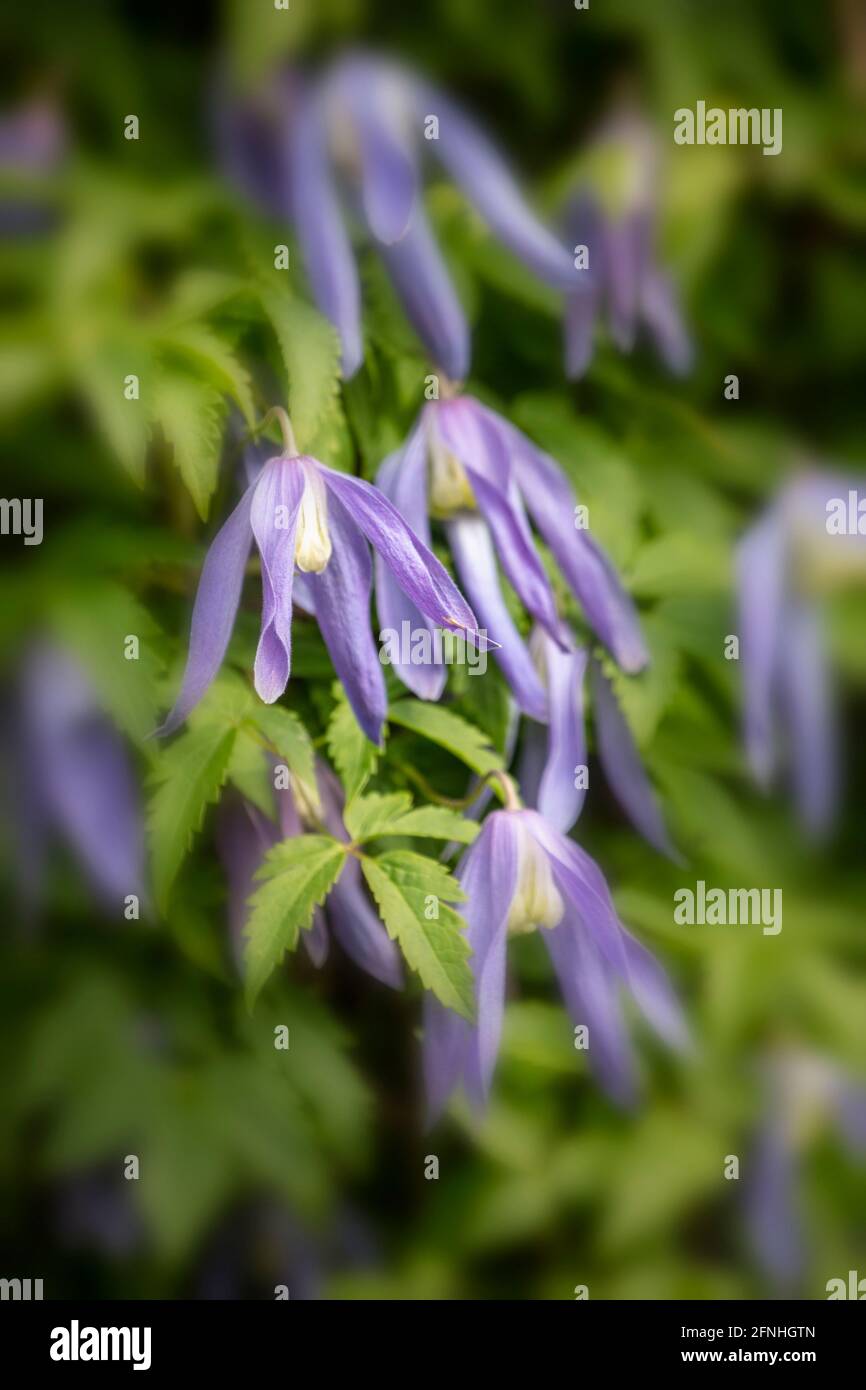 Clematis ‘Jan Lindmark’ flowering profusely, spring natural flower portrait Stock Photo