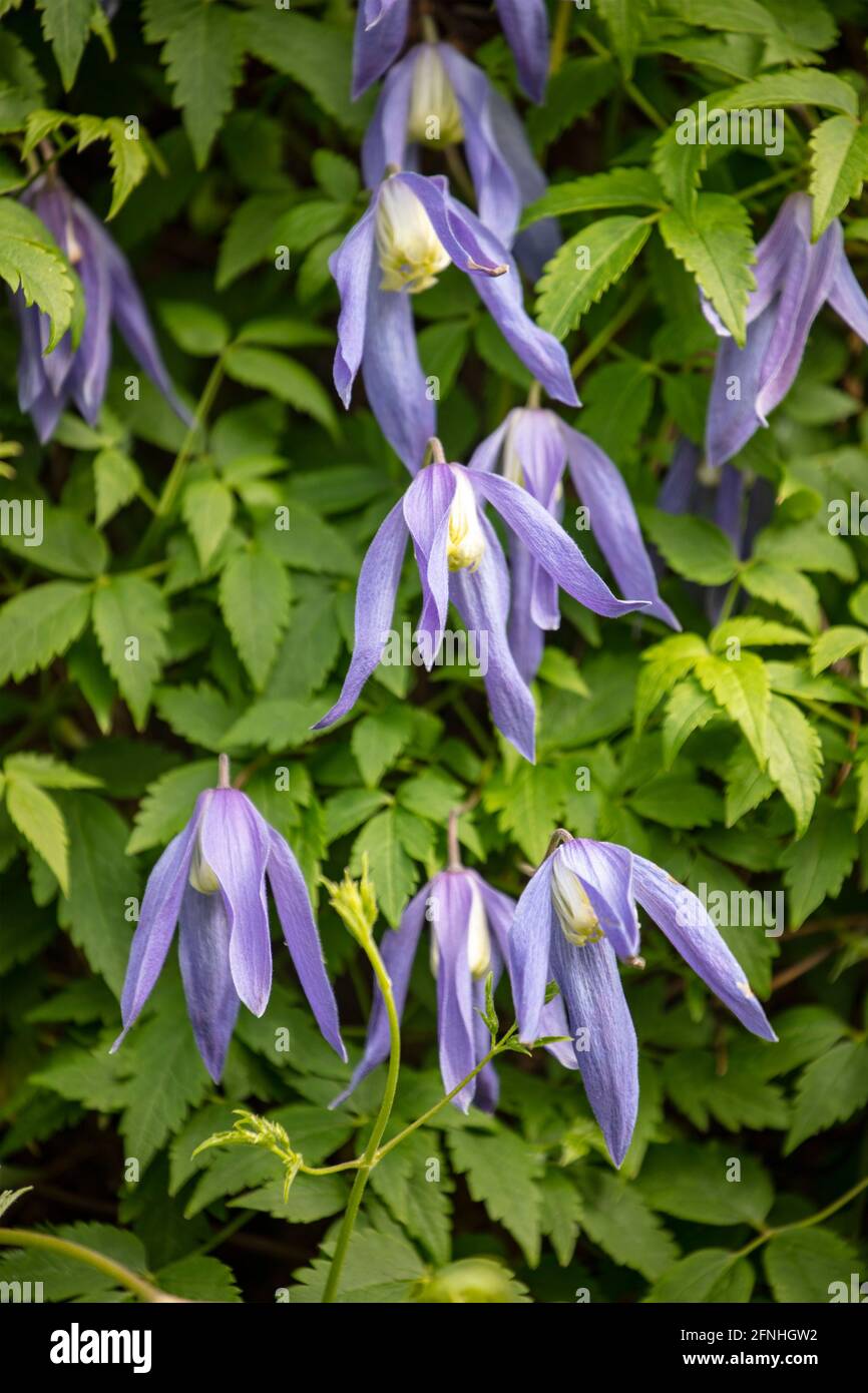 Clematis ‘Jan Lindmark’ flowering profusely, spring natural flower portrait Stock Photo
