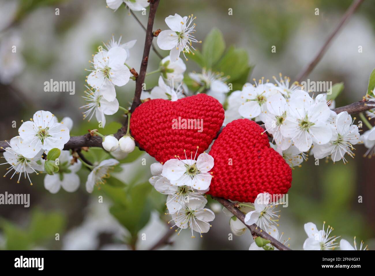 Love hearts and cherry blossom in spring. White flowers and red knitted symbol of passion on a branch in a blooming garden Stock Photo