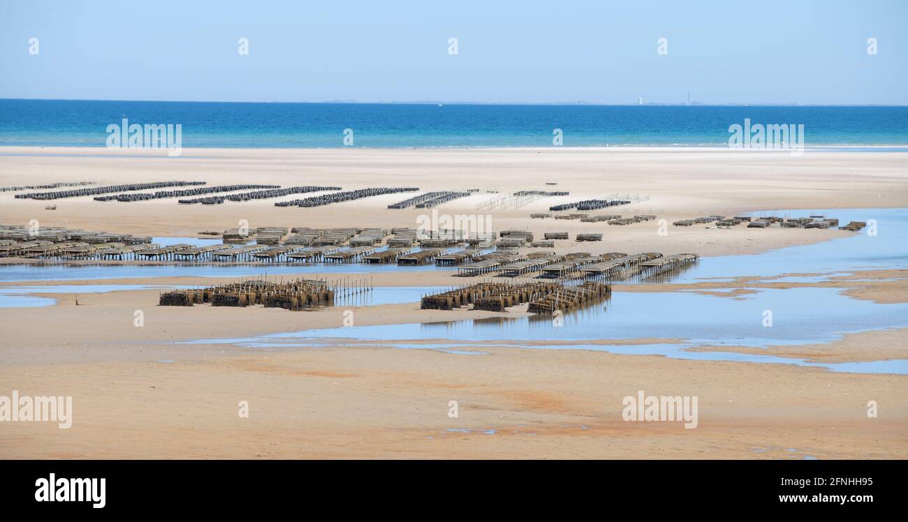 Oyster farming at Crows Pasture Beach on Cape Cod, USA Stock Photo