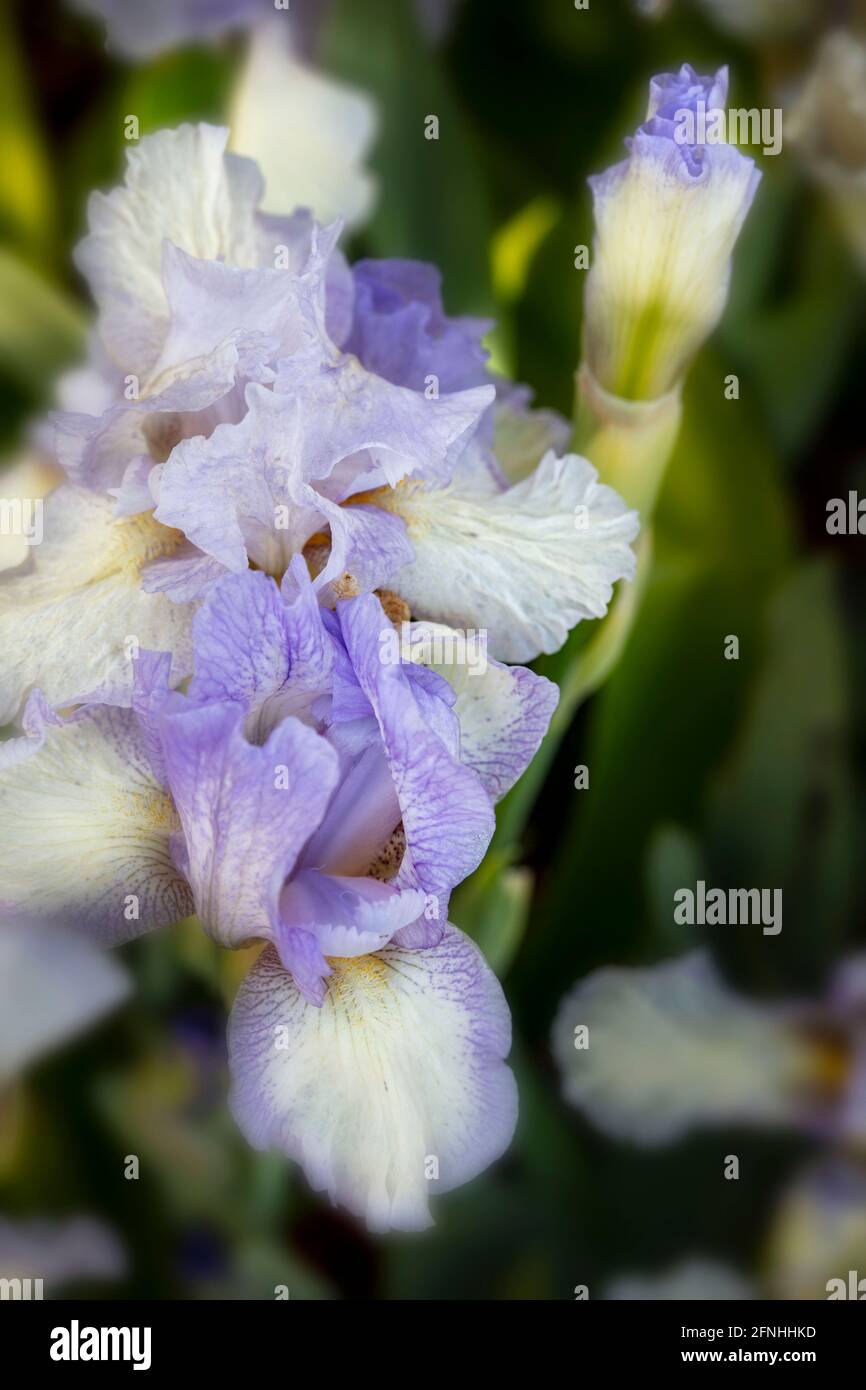 Bearded Iris -Cannington Skies, close up plant portrait Stock Photo