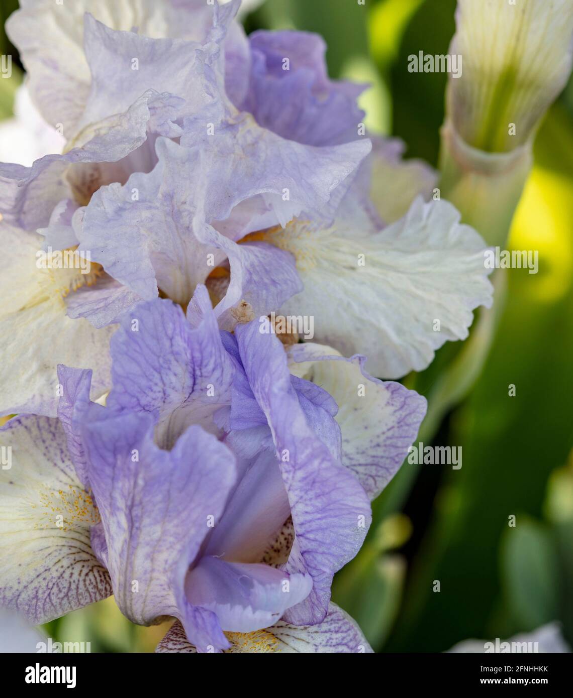 Bearded Iris -Cannington Skies, close up plant portrait Stock Photo